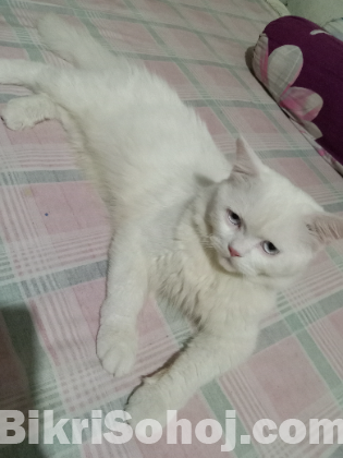 Persian cat